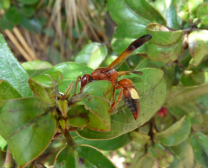 Rhynchium oculatum